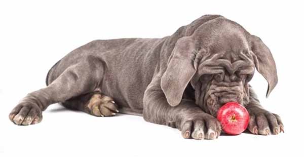 Hond met appel